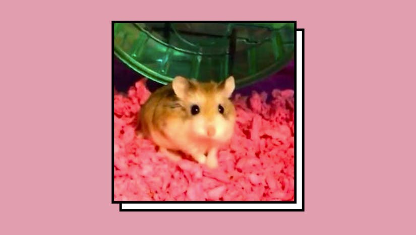 Why Did This Student Flush Her Hamster Down The Loo? channel_name